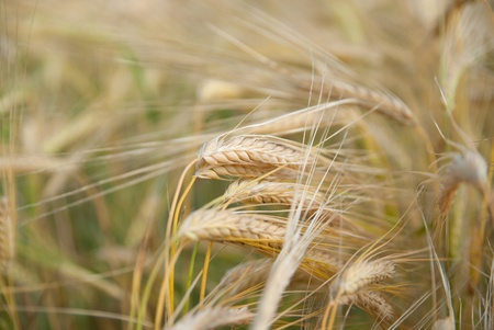 Close up view of the golden grain earsの写真素材