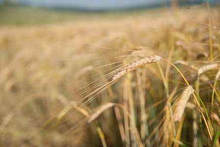 Close up view of the golden grain earsの写真素材