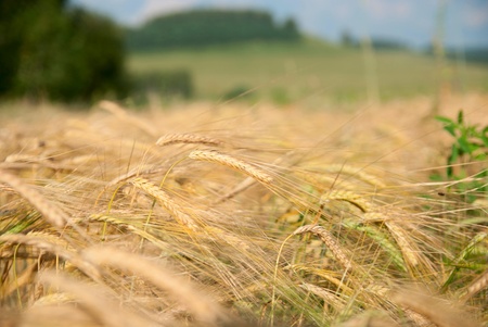 Close up view of the golden grain earsの写真素材