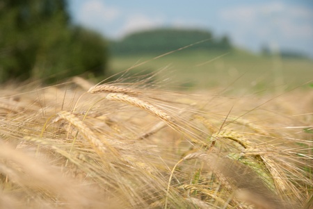 Close up view of the golden grain earsの写真素材