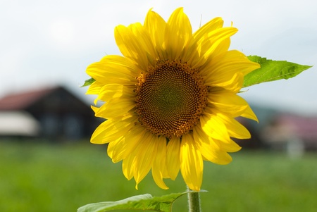 Sunflower in a kitchen gardenの写真素材