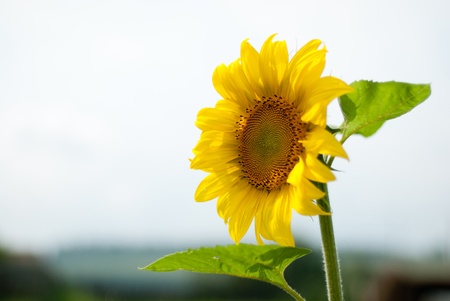 Sunflower in a kitchen gardenの写真素材