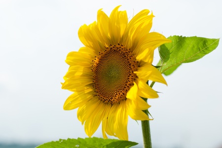 Yellow sunflowerの写真素材