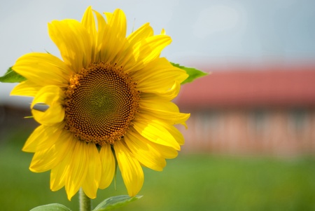 Sunflower in a kitchen gardenの写真素材
