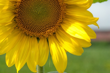 Sunflower in a kitchen gardenの写真素材