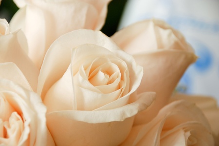 Beautiful yellow rosesの写真素材