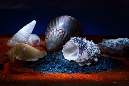  Still life with seashells .Macro shootingの写真素材