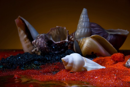  Still life with seashells .Makro shootingの写真素材
