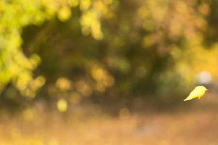 Yellow autumn leaf falling on blurred background bokehの写真素材