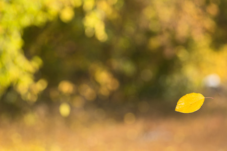 Falling yellow aspen leaf on blurred background bokehの写真素材