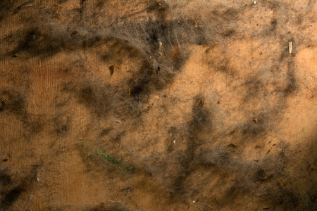 Background of old pieces of fur on a wooden surface.の写真素材