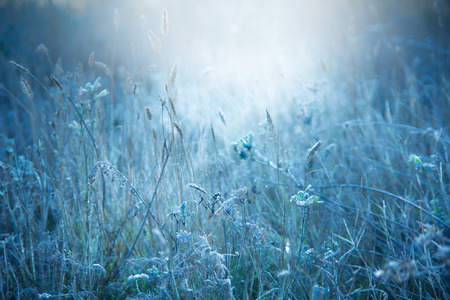 Autumn meadow illuminated by sunlight. Grass covered with fine frost. Toned image in blue light grass for backgroundの写真素材