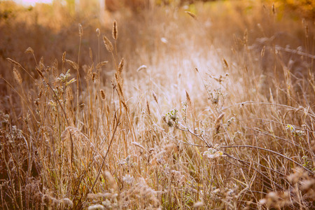 Autumn meadow illuminated by sunlight. Grass covered with fine frost. Sepia toned image of grass for backgroundの写真素材
