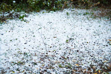First snow covered the green grass early in the fall. Conceptual background of white snowの写真素材