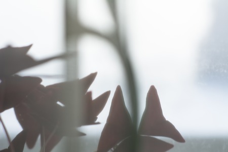 Silhouette of a floral plant on a window backgroundの写真素材