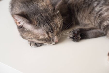 Young cat is sleeping on a white surface. Young pet is resting.の写真素材
