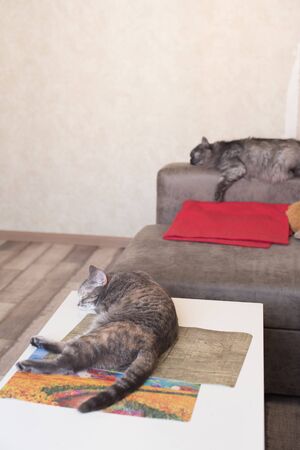 Two tired cats sleep in home apartments. Pets relax.の写真素材