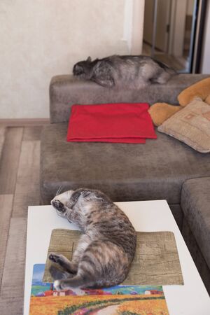 Two tired cats sleep in home apartments. Pets relax.の写真素材