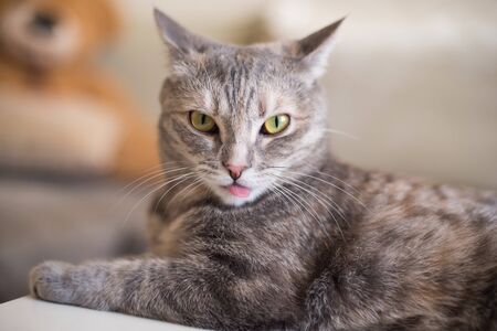 Young cat shows tongue while looking at the camera. Funny petの写真素材