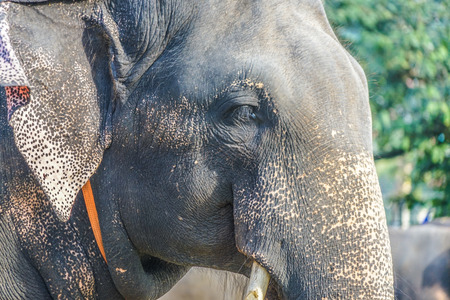 Elephants of Sri Lanka candyの写真素材