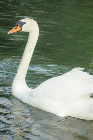 Image of swanの写真素材