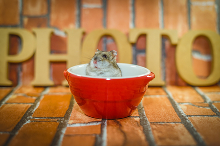 Djungarian hamster imageの写真素材
