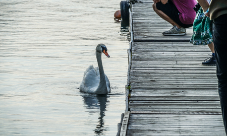 Image of swanの写真素材