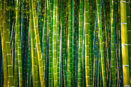 Bamboo grove of the image (high contrast)の写真素材