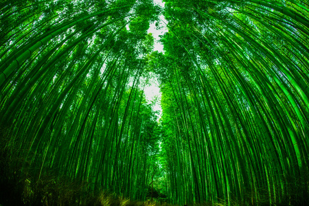 Bamboo imageの写真素材