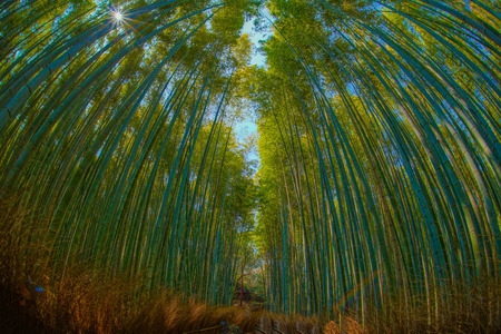 Bamboo imageの写真素材