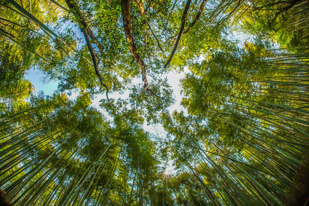 Bamboo imageの写真素材