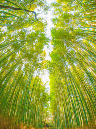 Bamboo imageの写真素材