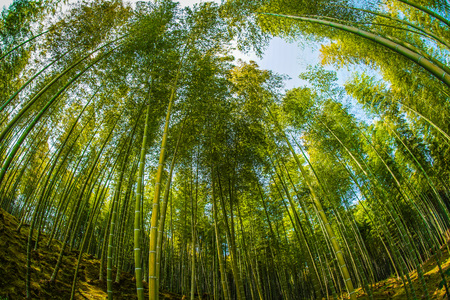 Bamboo imageの写真素材