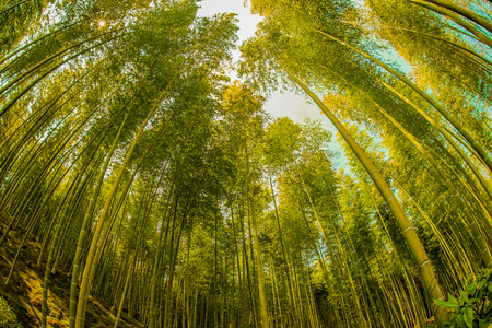 Bamboo imageの写真素材
