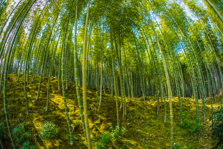 Bamboo imageの写真素材