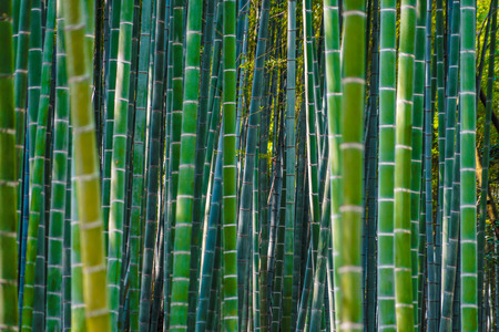 Bamboo imageの写真素材