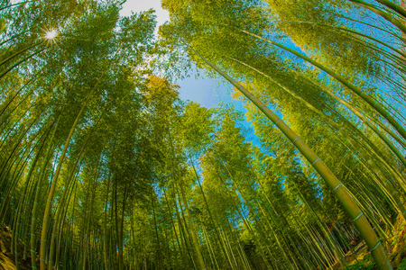 Bamboo imageの写真素材