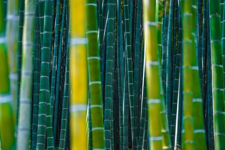 Bamboo imageの写真素材