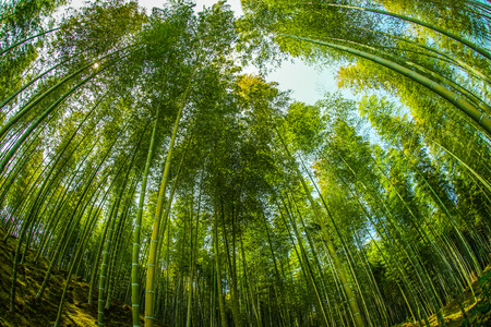 Bamboo imageの写真素材