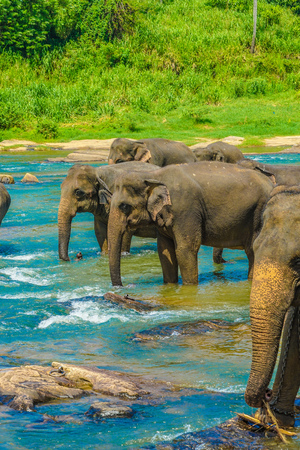 Wild elephant image (Sri Lanka Pin'nawara)の写真素材