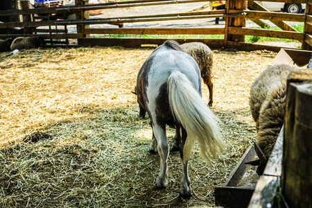 Horse imageの写真素材