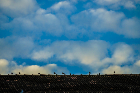 Of blue sky and birds imageの写真素材