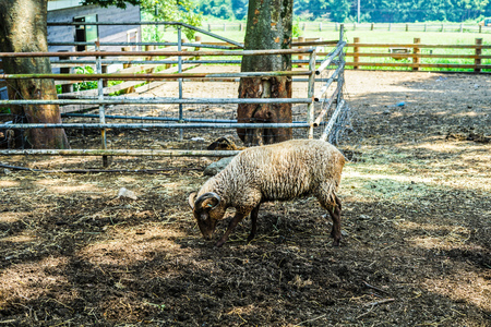 Image of sheep (sheep)の写真素材