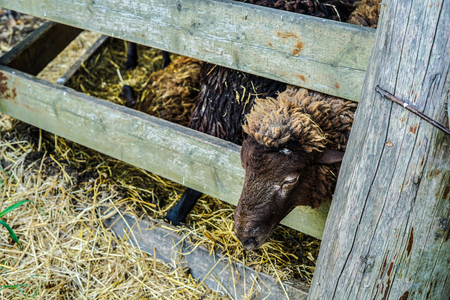 Image of sheep (sheep)の写真素材