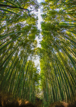Bamboo imageの写真素材