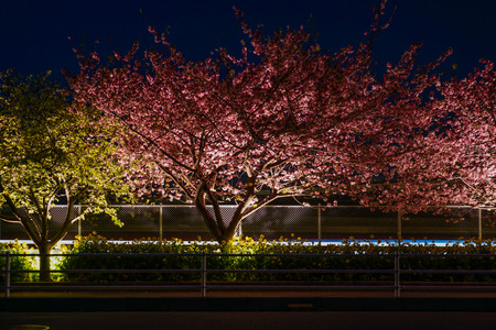 Kawazu cherry tree and train Miurakaiganの写真素材