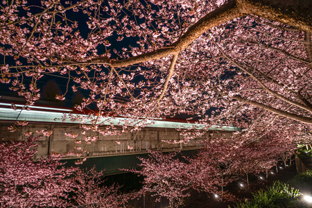Kawazu cherry tree and train Miurakaiganの写真素材
