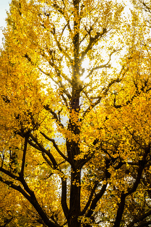 Ginkgo Shrine outer garden ginkgo row of trees