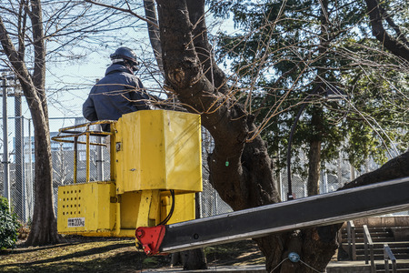 People you need to clean the cherry tree