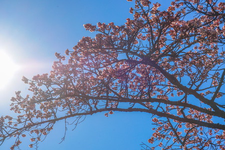 Kawazu cherry tree and Bulbulの写真素材